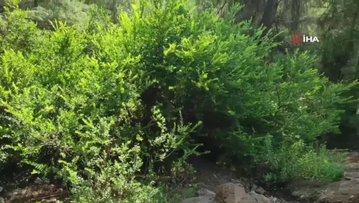 Fethiye’de ormanda terk edilmiş bebek bulundu