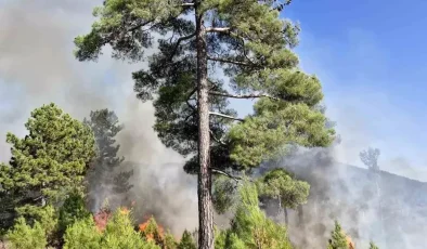 Köyceğiz’de Orman Yangınına Müdahale Ediliyor