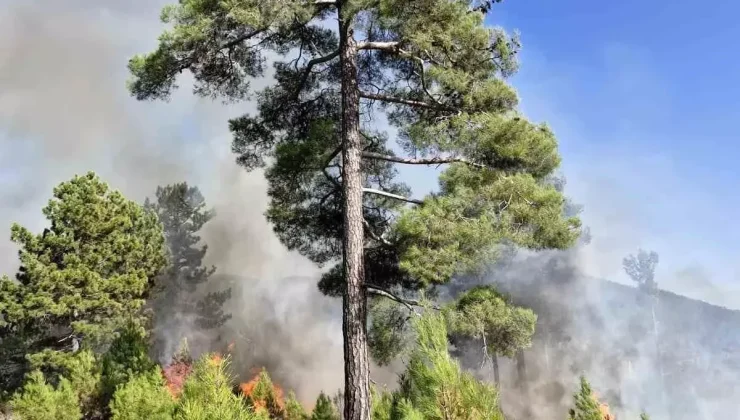 Köyceğiz’de Orman Yangınına Müdahale Ediliyor